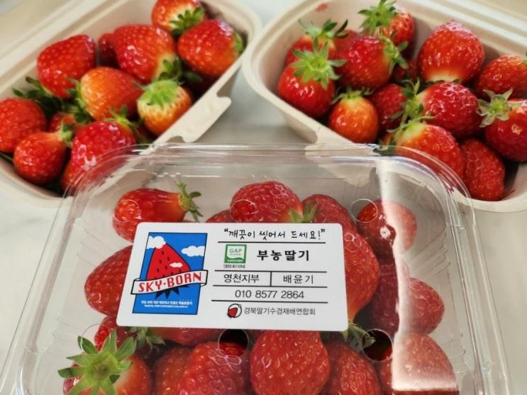 아이들과 신나게 뛰어놀기 좋은 팜피크닉 영천 부농딸기