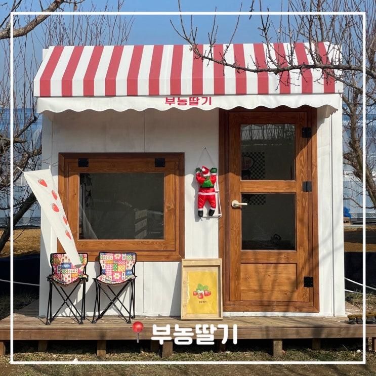부농 딸기/딸기체험/아이와 가볼 만한 곳/딸기체험 추천 !