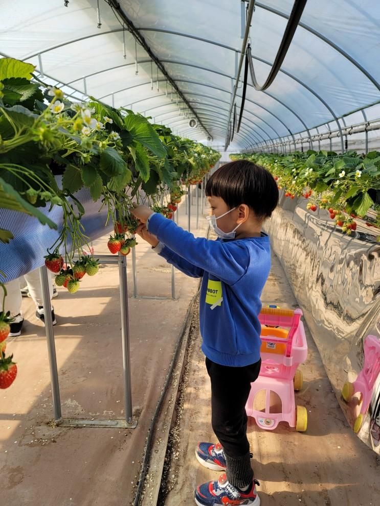 영천 아이랑 자연 놀이터 팜크닉 - 부농딸기