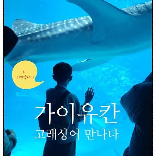오사카 가이유칸 수족관+ 대관람차 타기 (부제: 고래상어 만나기)