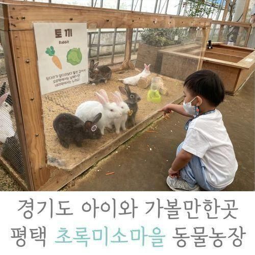 경기도 아이와 가볼만한곳, 평택 초록미소마을 동물농장