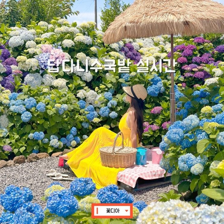 제주 수국 명소 답다니수국밭 제주도 6월 여행 꽃구경