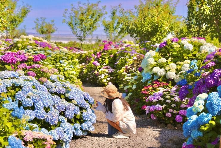 제주 답다니수국밭 수국명소 제주도 6월 여행