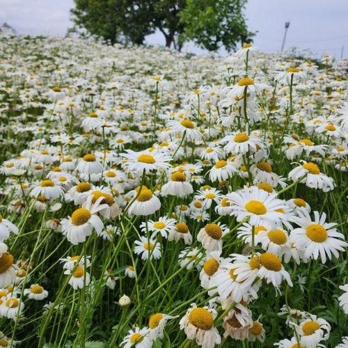 속초 사진명소 데이지꽃밭이 가득한 '도평커피' 편안한 감성카페