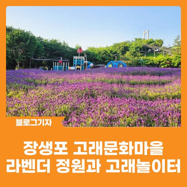 [블로그 기자] 장생포 고래문화마을 라벤더 정원과 고래놀이터