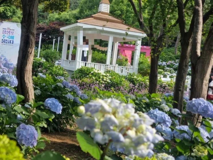 장생포고래문화마을 수국 정원 뽀송뽀송 수국들의 합창