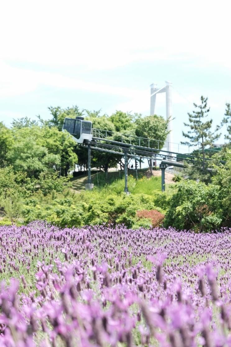 울산 태화강 국가정원 봄꽃축제와 장생포 고래문화마을 라벤더