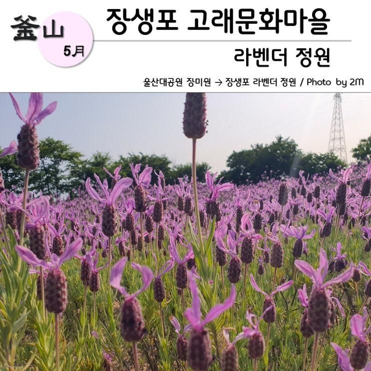 울산 장생포 고래문화마을 라벤더 정원 _ 부산에서...