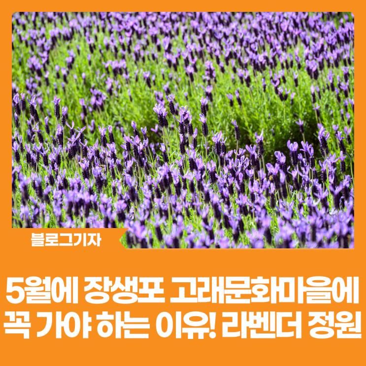 [블로그 기자] 5월에 장생포 고래문화마을에 꼭 가야 하는 이유!...