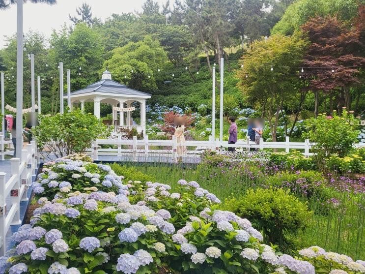 울산 장생포 고래문화마을 수국축제 볼거리 , 작년과 달라진...