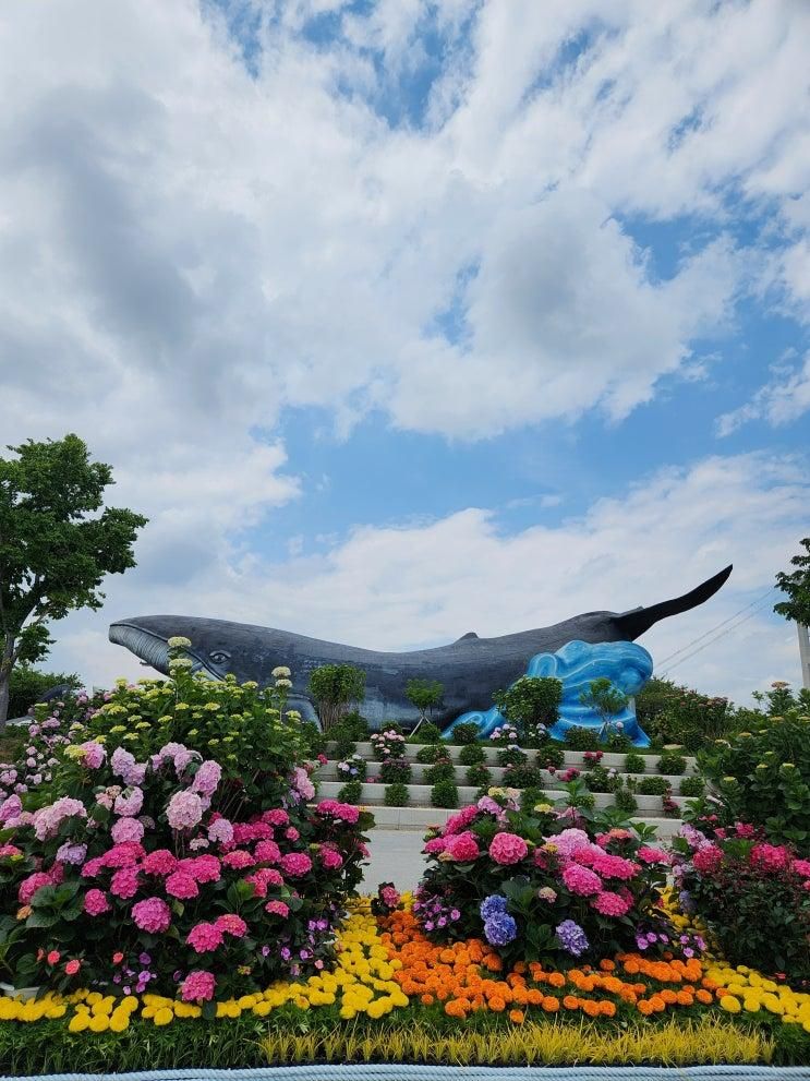 울산 장생포 고래문화마을 울산수국축제 개화상태...