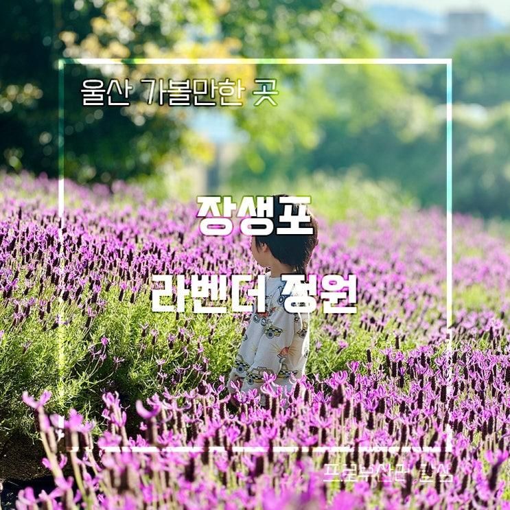 울산 라벤더 정원 장생포 고래문화마을 위치 주차장 입장시간...