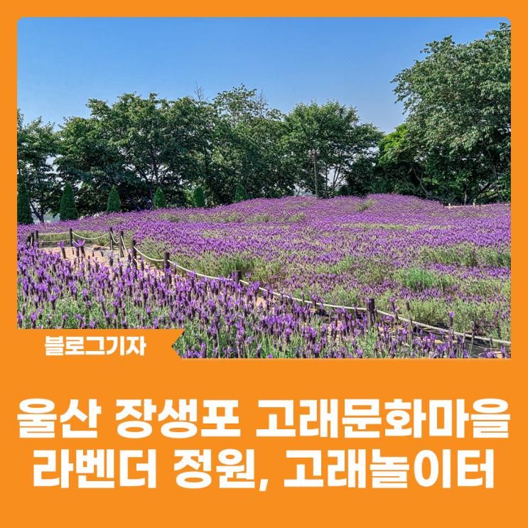 [블로그 기자] 울산 장생포 고래문화마을 라벤더 정원, 고래놀이터