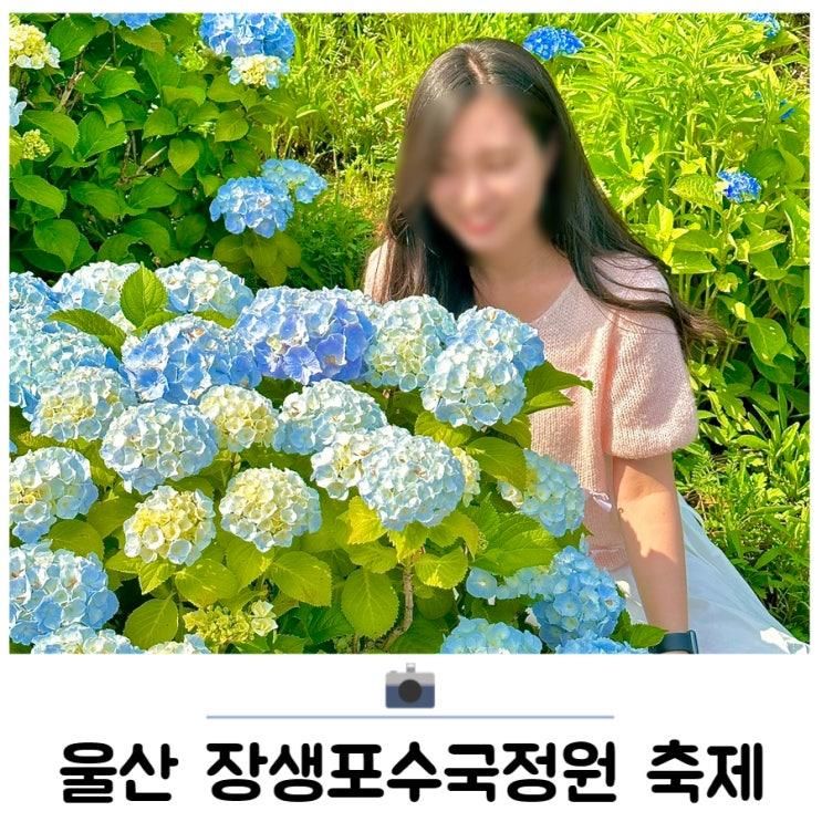 울산 장생포고래문화마을 수국정원 축제 라벤더 개화상황...