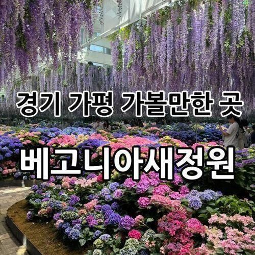 곳 “가평 베고니아 새정원” - 포토존, 새, 알파카 등...