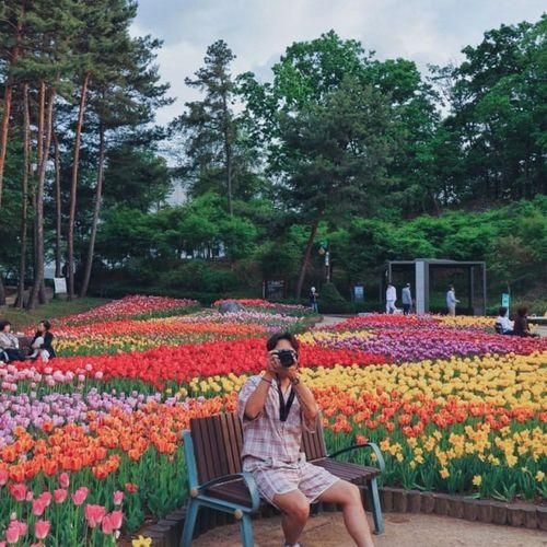 서울 근교 경기도 튤립 명소 꽃향기가 가득한 직동근린공원