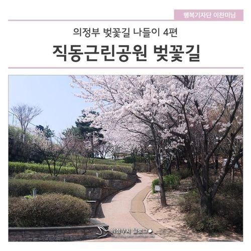 직동근린공원 벚꽃길 - 의정부 벚꽃길 나들이 4편