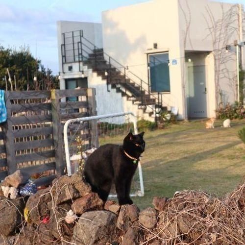 [제주]꽃과그늘: 동물가득 농장 제주 고양이 숙소에서...