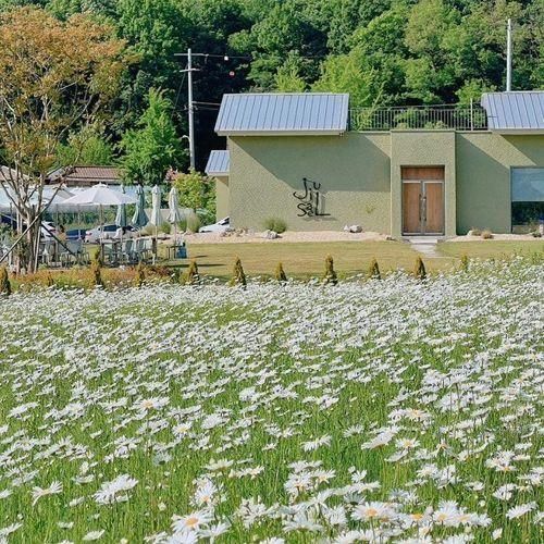 아산 대형 카페 지새울 드넓은 데이지 청보리밭 아산 놀거리...