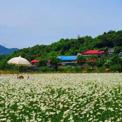 아산 도고여행. 아산 지새울카페의 샤스타데이지와 황금 보리밭