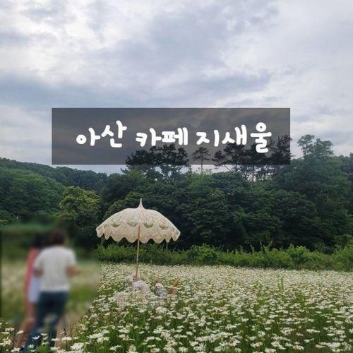 충남 아산 청보리 데이지꽃 정원 뷰 카페 지새울