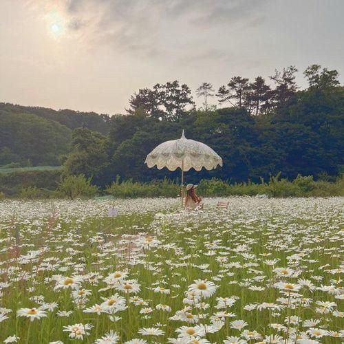 천안 아산카페지새울 샤스타데이지 사계절을 담은 예쁜 애견동반