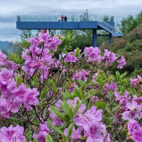 남원 여행, 예쁜 철쭉을 볼 수 있는 지리산 허브밸리...