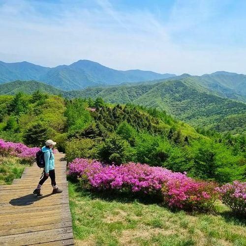 남원 가볼만한곳 : 지리산 허브밸리 바래봉 철쭉축제 철쭉제