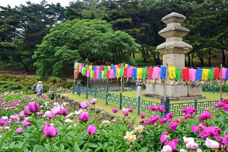 경주 작약꽃 명소 경주 도봉서당 작약 꽃밭 방문기, 경주 5월...