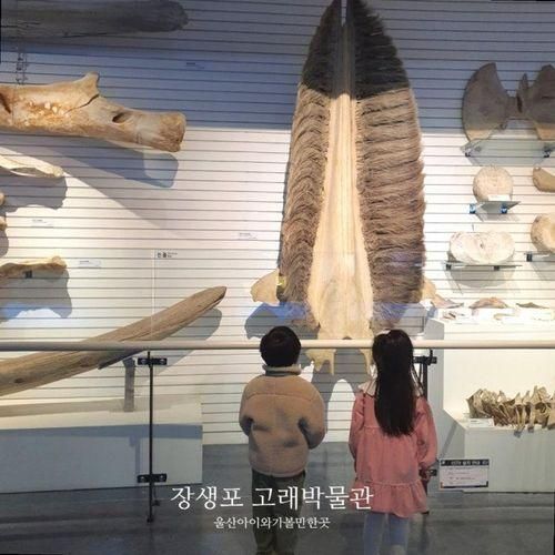 [부산근교] 울산 장생포 고래박물관/생태체험관/고래문화마을...