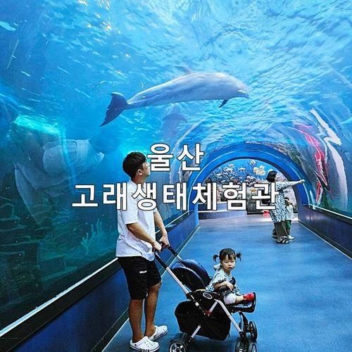 울산 아이와 가볼만한곳 장생포 고래박물관 돌고래쇼 관람