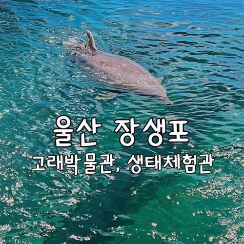 울산 장생포 고래박물관 생태체험관 아이와함께 돌고래구경