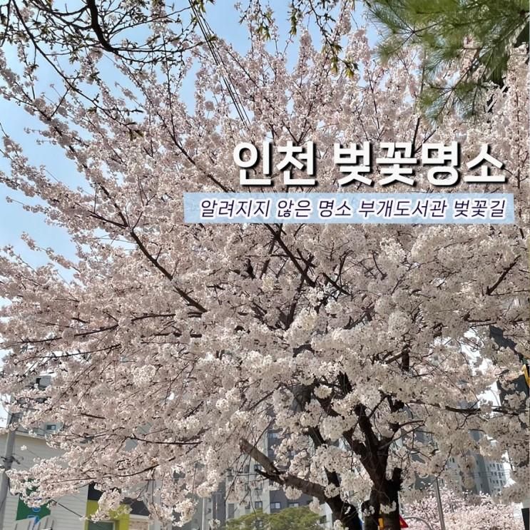 부개도서관 벚꽃길 인천 아이랑 가볼만한곳 숨은 벚꽃명소
