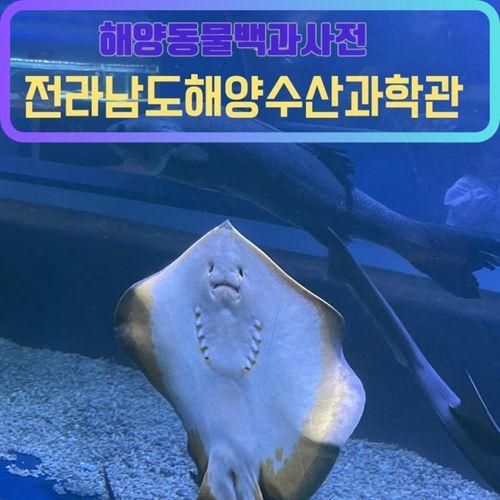 [여수/전라남도해양수산과학관] 해양동물백과사전!