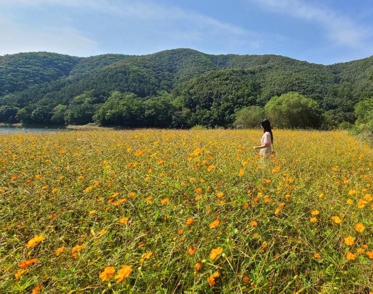 안성 더정감 뷰가 환상적인 야외카페 너무 예뻐서 쓰는 후기