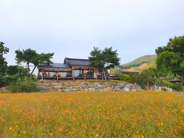 [경기 안성] 황화코스모스와 저수지뷰 맛집 더정감