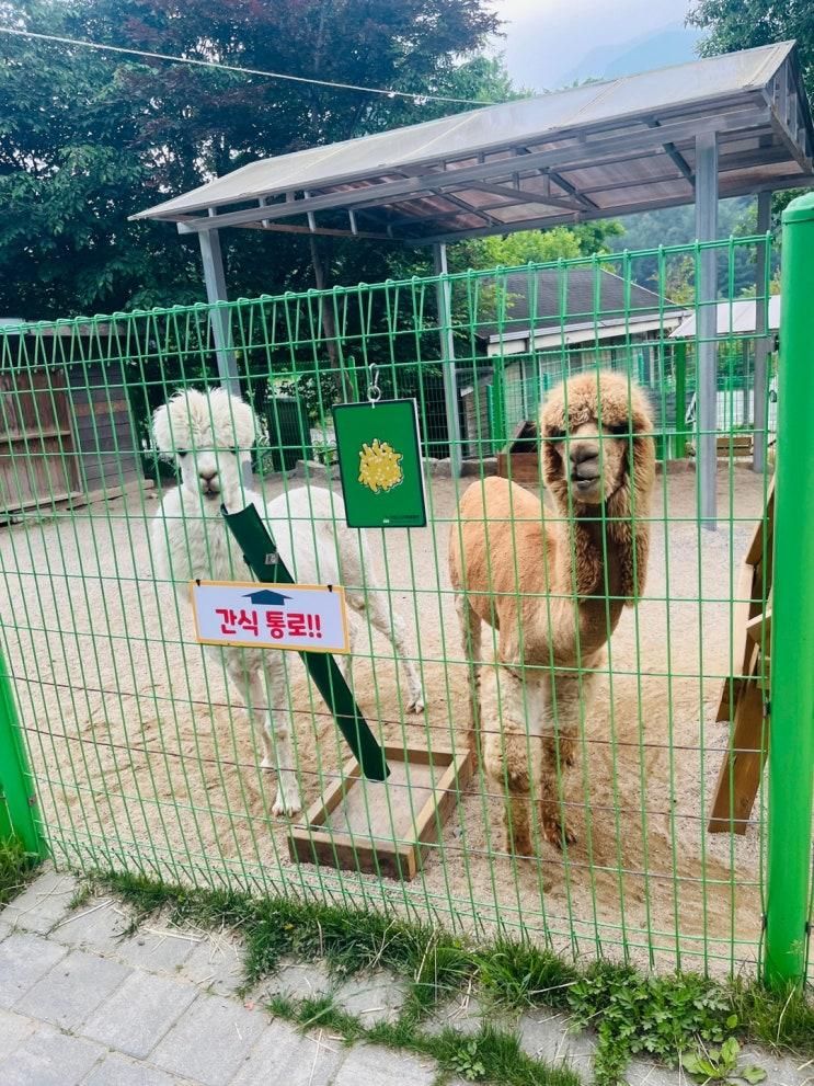 아침고요동물원 입장료할인방법 카페이용후기