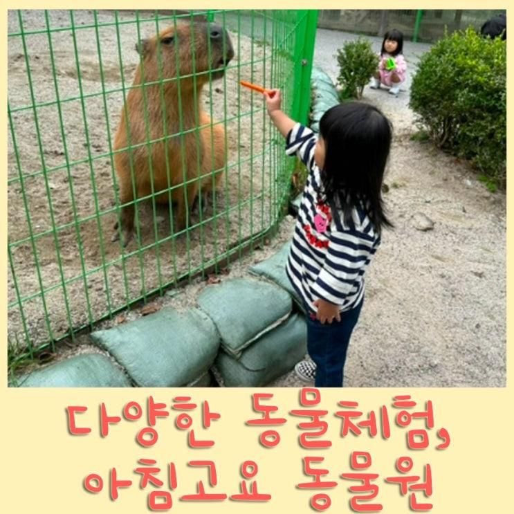 [가평 여행, 아기와 가볼만한 곳] 다양한 동물들에게 먹이체험...