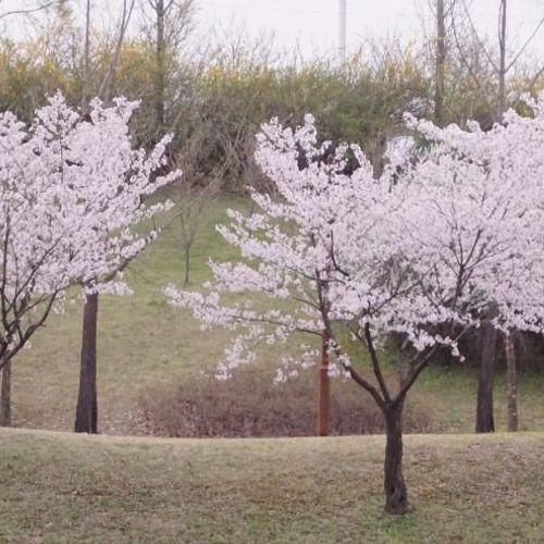 부용천 곤제근린공원 근처!!(4/16) 끝나지 않는 꽃놀이.......