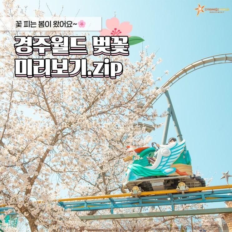 꽃 피는 봄이 왔어요! 경주월드 벚꽃 미리 보기. zip