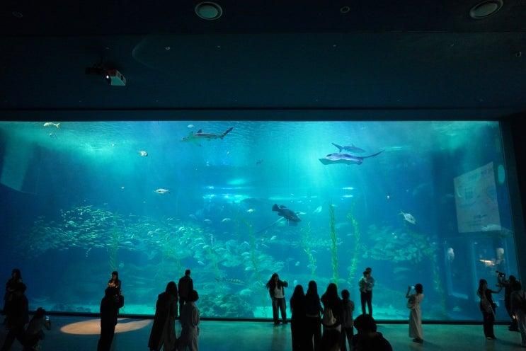 6월 제주도 아이랑 갈만한곳 인정하는 아쿠아플라넷 제주