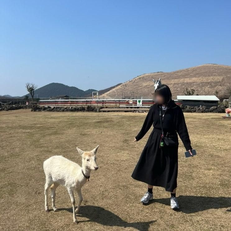 임산부 혜택 / 롯데렌터카 / 호텔더본제주 / 새별프렌즈 / 올레시장