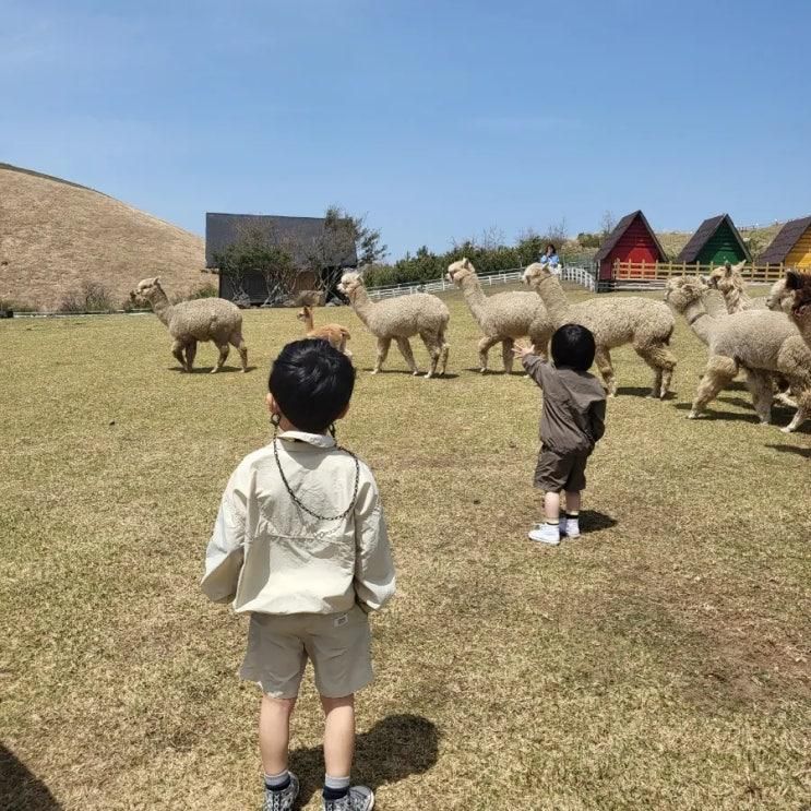 새별프렌즈 동물원 먹이체험 깡통열차