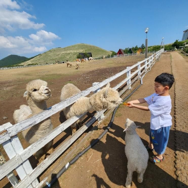 아이와 제주도 새별프렌즈 강추 두번 추천