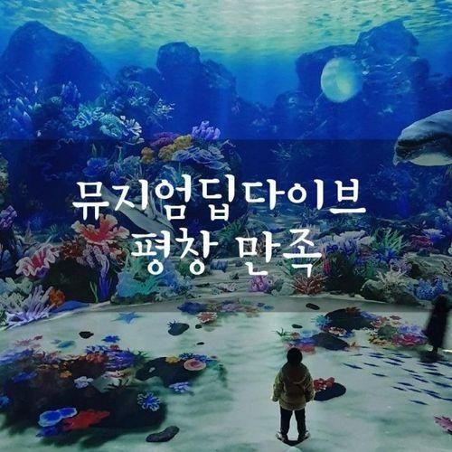 평창 딥다이브 뮤지엄