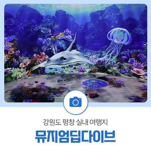 강원도 평창 실내 여행지 "뮤지엄딥다이브"