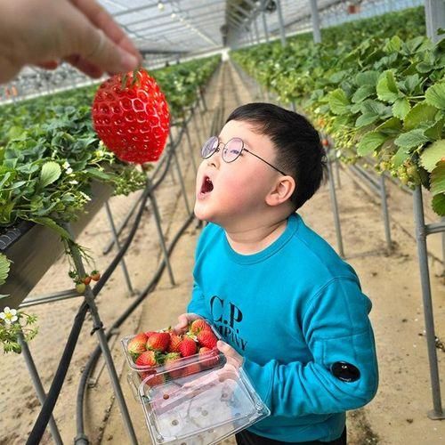 대구 고령 딸기체험 여왕딸기 방학 근교 나들이 왔어요