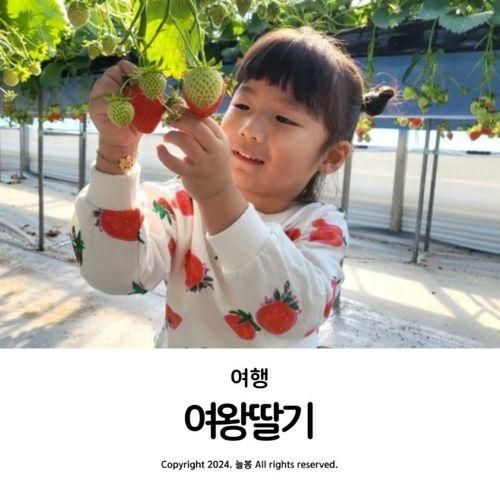 고령 딸기체험 겨울 아이와 대구 가볼 만한 곳 여왕딸기