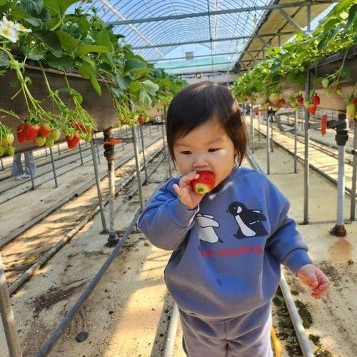 [경북 고령] 체험하면서 딸기를 먹을수있는 여왕딸기 체험