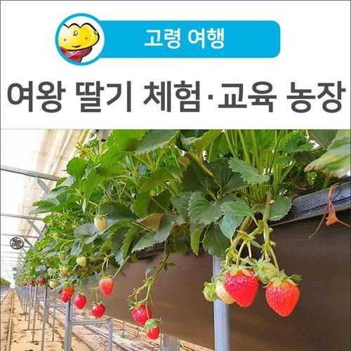 [고령 여행] 여왕 딸기 체험·교육 농장